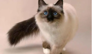 宠物猫的品种及价格（十大宠物猫的品种及价格）