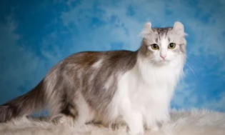 美国卷耳猫有基因病吗?（美国卷耳猫是大型猫吗）