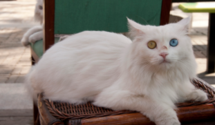 土耳其安哥拉猫多少钱一只（土耳其安哥拉猫长什么样子）