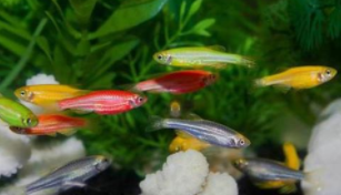 家庭最好养的热带鱼排名（家养哪种热带鱼比较好养）