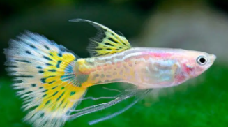 小型观赏鱼品种大全（小型观赏鱼图鉴）