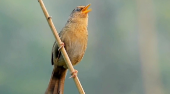 网上买鸟市场画眉鸟（网上买鸟市场画眉鸟可靠吗）