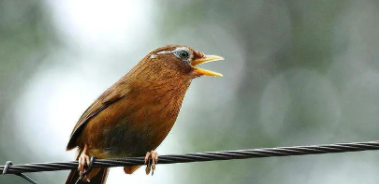 家养鸟多少钱一只啊（养鸟要多少钱）