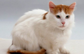 土耳其梵猫多少钱一只（土耳其梵猫多少钱一只大黄猫）