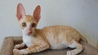 柯尼斯卷毛猫多少钱一只（柯尼斯卷毛猫基本外形特点）