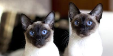 泰国暹罗猫价格多少钱一只（泰国暹罗猫价格多少钱一只啊）