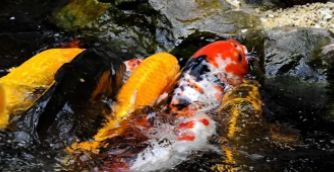 观赏鱼图鉴162种观赏鱼神秘世界（史上最全 169种 观赏鱼图集）