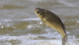 农村小河鱼的品种大全长不大（农村河里常见的十种小鱼）