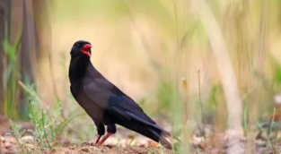 红嘴黑羽毛的鸟是什么鸟（红嘴黑鹎是乌鸦吗）