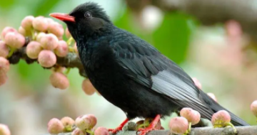 红嘴黑鹎的分布范围（红底黑圈是什么蛇）
