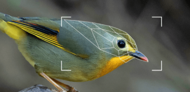 一键识鸟软件是什么（一键识鸟软件有哪些）