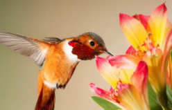 飞禽动物名称大全（飞禽指的是）