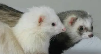 宠物貂好养吗?多少钱一只?（宠物貂的价格是多少钱一只）