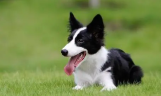 宠物狗价格排行（宠物狗价格排行榜）