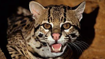 世界十大禁养名猫为什么被禁养（世界十大禁养名猫猫）