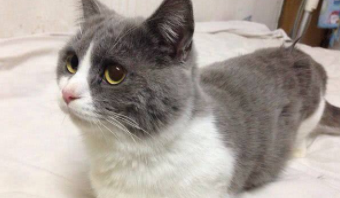 猫咪的品种有哪些（猫咪的品种有哪些便宜）