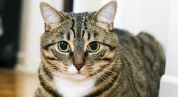 四川简州猫和狸花猫的区别（四川简州猫 狸花猫）