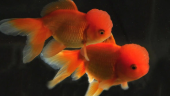 可以混养的观赏鱼种类（可以混养的淡水观赏鱼）