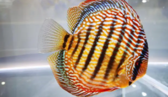 中国十大观赏鱼排行榜最新（中国十大高档级观赏鱼）