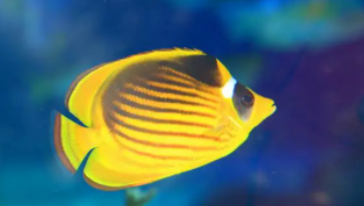 热带鱼观赏鱼排名前十名（热带鱼十大观赏鱼）