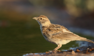 最适合家养的鸟排名（适合家养鸟有几个品种图）