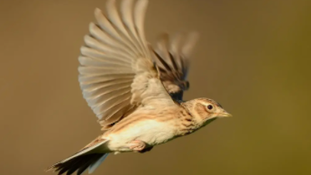 鸟类大全名称（鸟类大全名称科属种）