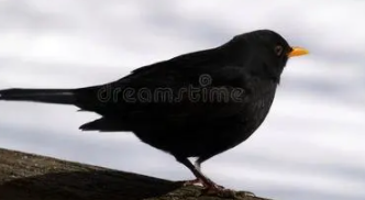 家养鸟的品种大全黑色的（黑色的小鸟品种）