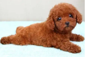 宠物犬种类大全（宠物犬品种介绍）