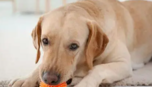 拉布拉多真假区别图片（拉布拉多真假区别图片幼犬）