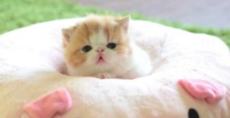世界上最小的猫是什么品种（世界上最小的猫是什么猫多少钱）