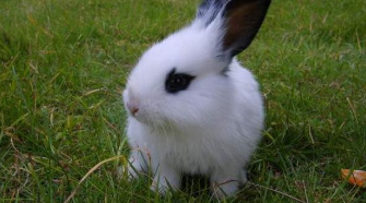 方便养的迷你小宠物不臭的（方便养的迷你小宠物不臭的叫什么）