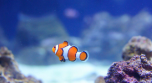 12种最适合懒人养的观赏鱼混养（12种最适合懒人养的观赏鱼混养方法）