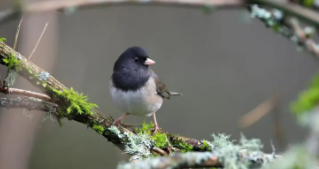 宠物鸟批发网站（宠物鸟批发网站大全）