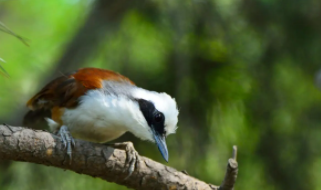 食物链中鸟吃草吗（看见鸟吃老鼠寓意什么）