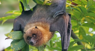 蝙蝠是唯一能飞的哺乳动物（蝙蝠是唯一能飞的哺乳动物嘛）