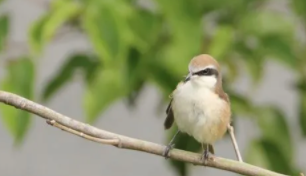 伯劳鸟品种大全（伯劳鸟品种大全介绍）