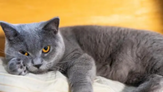 宠物猫品种大全介绍（宠物猫品种大全及名称）