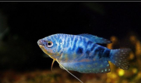 宠物鱼品种大全（宠物鱼品种大全介绍）