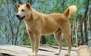 什么狗适合在农村养又听话（什么狗适合在农村养又听话的人）