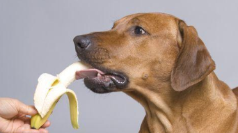 拉布拉多最爱吃的食物（拉布拉多为什么容易死）