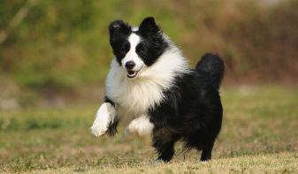 蓝色边牧是稀有品种吗（蓝色边牧是稀有品种吗为什么）