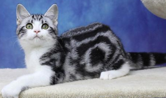 美国短毛猫价格多少钱一只（美国短毛猫价格多少钱一只幼猫）