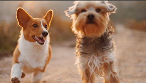 专门卖宠物的app便宜（有什么专门卖宠物的软件吗）