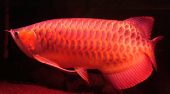 宠物鱼推荐品种（宠物鱼品种大全稀有）