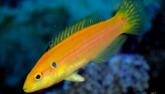 十大名贵观赏鱼排行榜及价格（十大名贵观赏鱼排行榜及价格表）