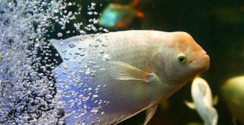 大型观赏鱼排行榜 热带（观赏鱼价格 十大热带观赏鱼的排名）