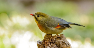 各种鸟类的叫声（各种鸟类的叫声句子）