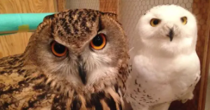 宠物猫头鹰多少元钱一只（猫头鹰的价钱一般多少）