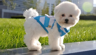 宠物狗的种类有哪些（宠物狗的种类有哪些品种）