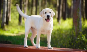 拉布拉多大狗价格（拉布拉多6个品种的图片）